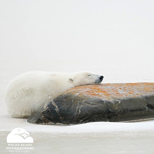 Happy Sleeping Polar Bear